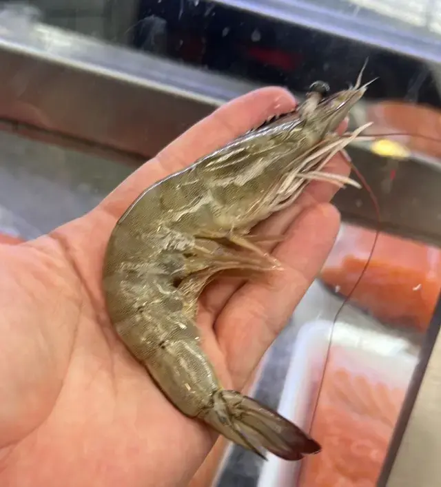 Foto de Camarão Cinza G Fresco (KG)