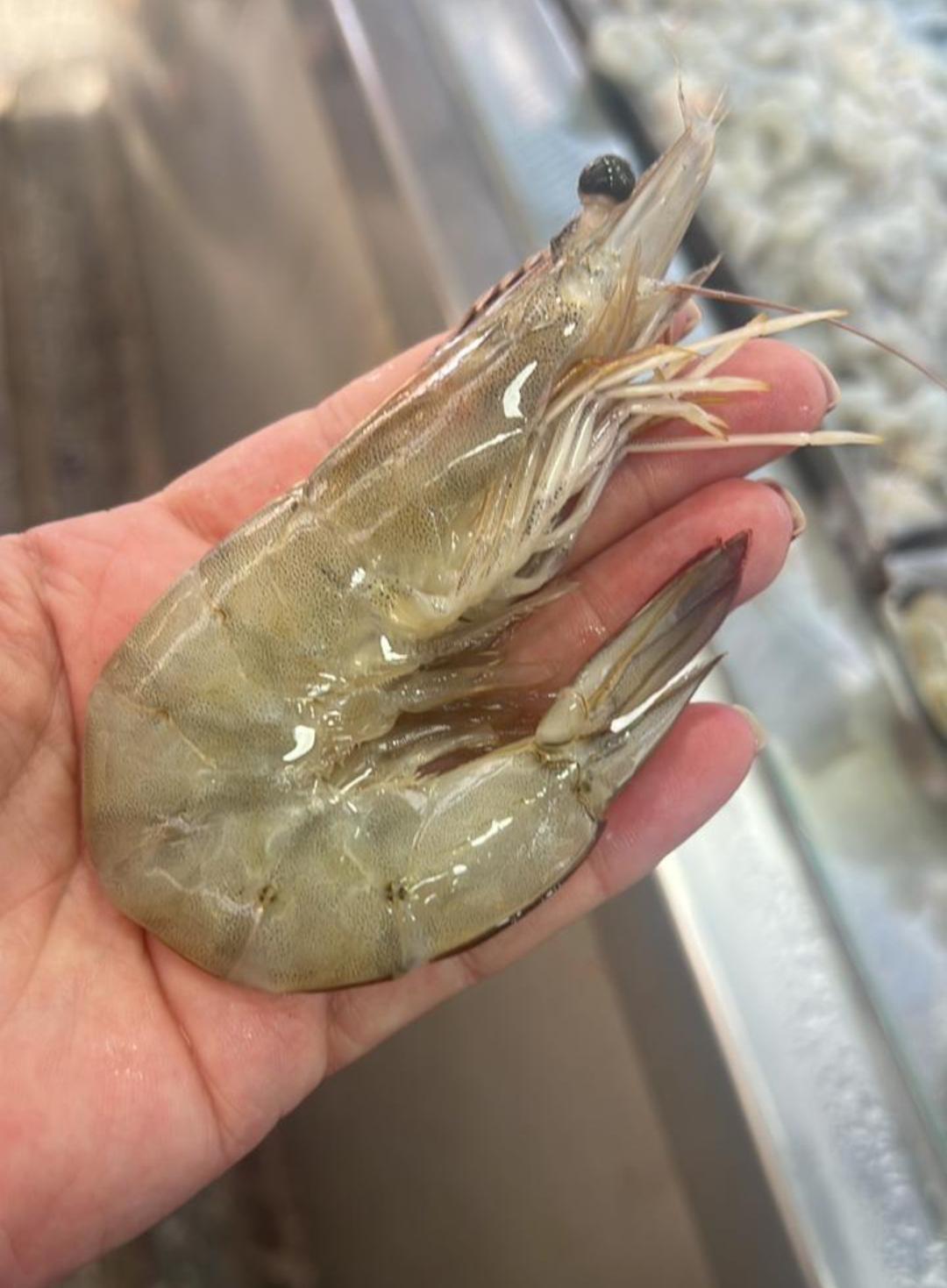 Camarão cinza EXG Fresco (KG)