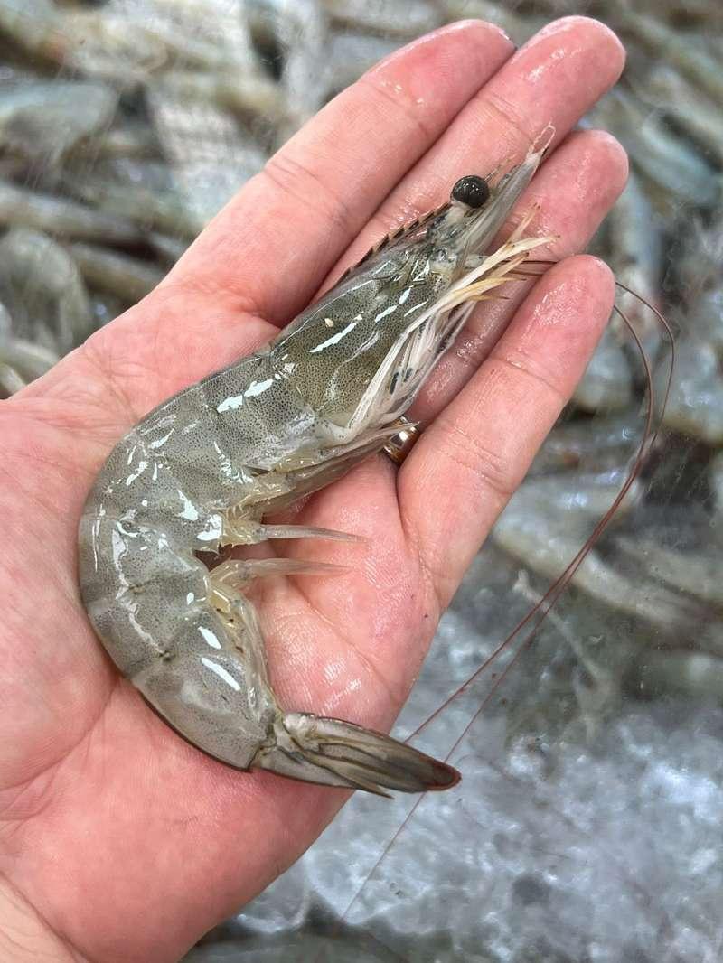 Foto de Camarão Cinza M Fresco (KG)