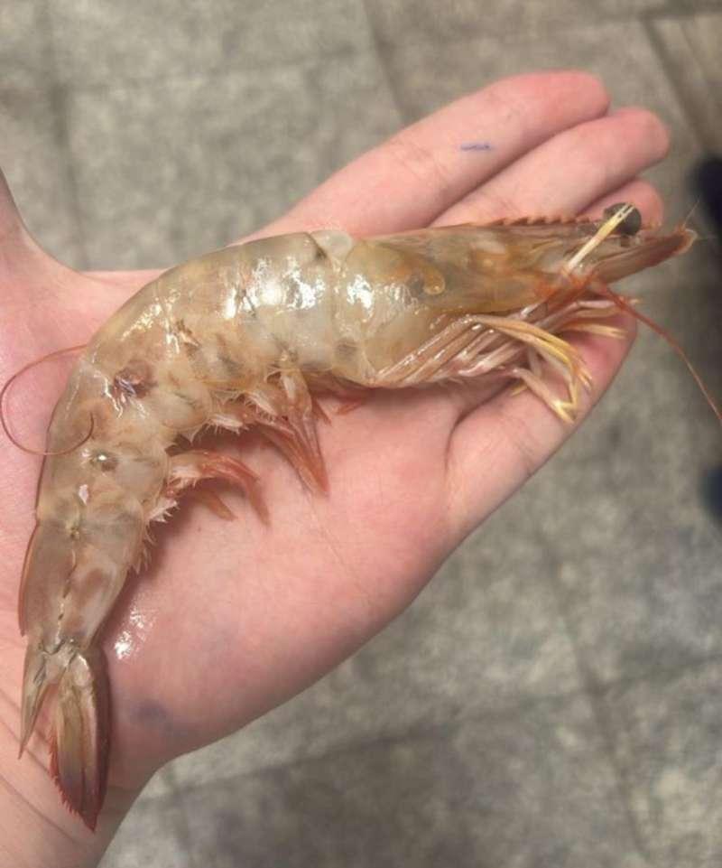 Foto de Camarão Rosa Grande Fresco (KG)