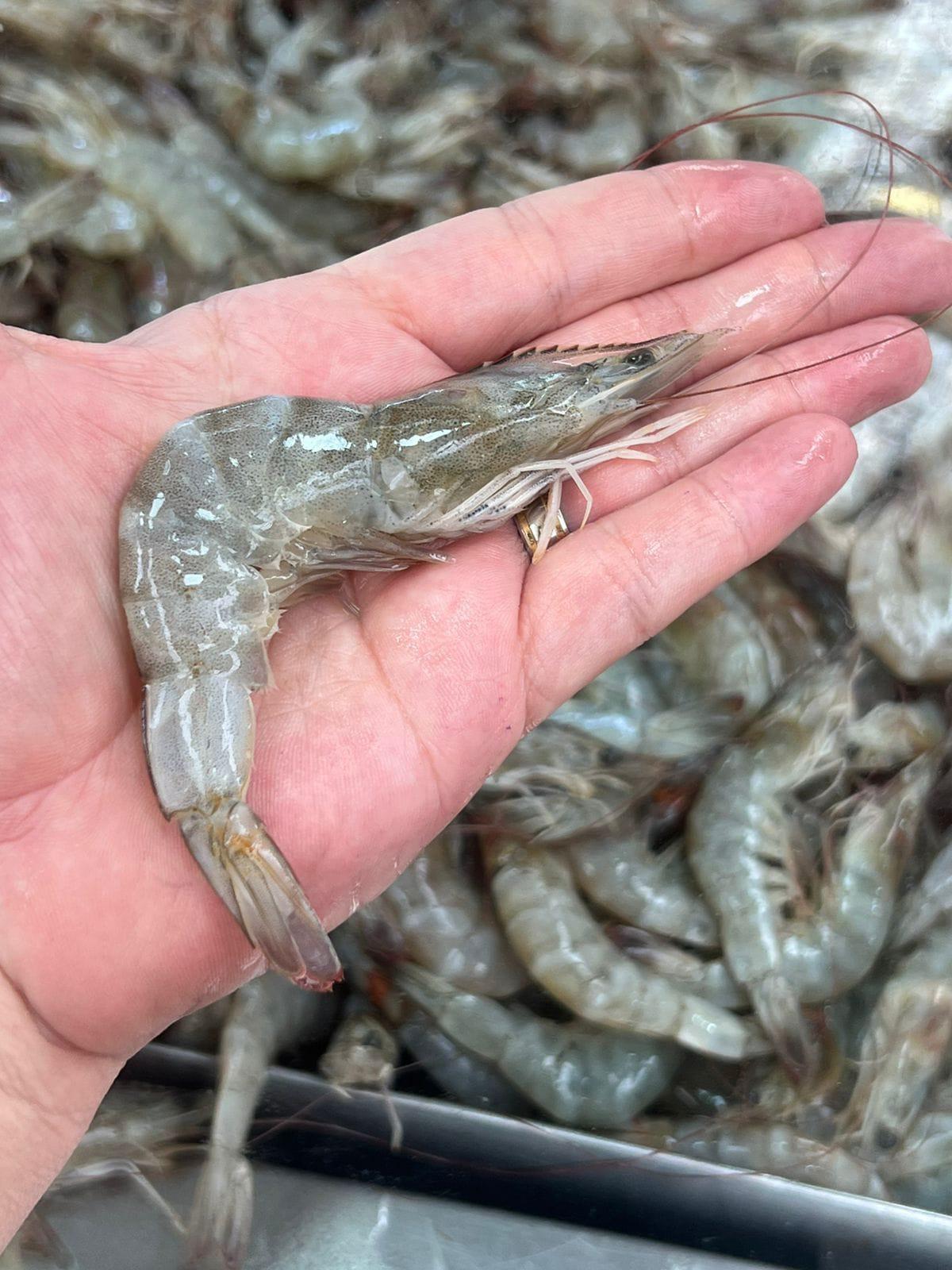 Camarão Cinza P Fresco